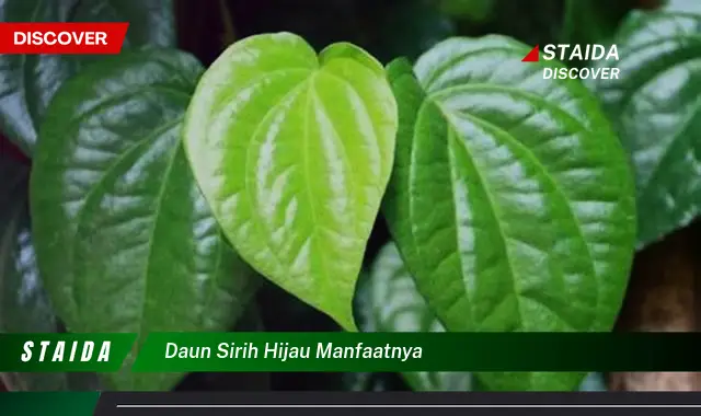 daun sirih hijau manfaatnya