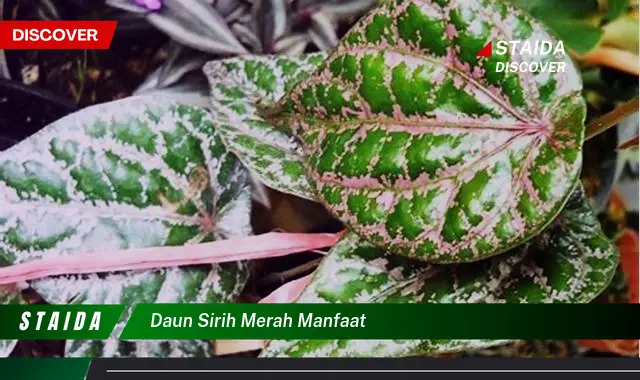 daun sirih merah manfaat