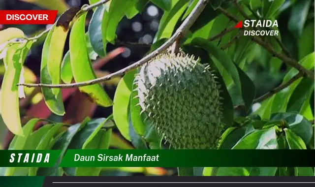 daun sirsak manfaat