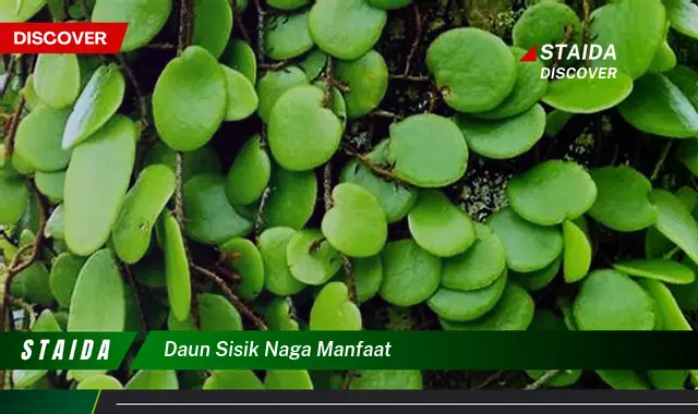 daun sisik naga manfaat