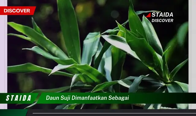 daun suji dimanfaatkan sebagai