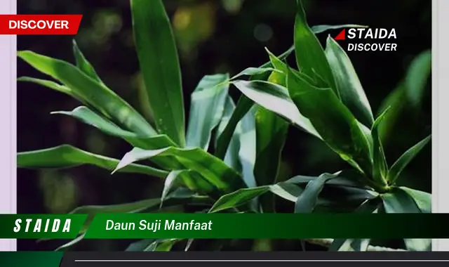 daun suji manfaat