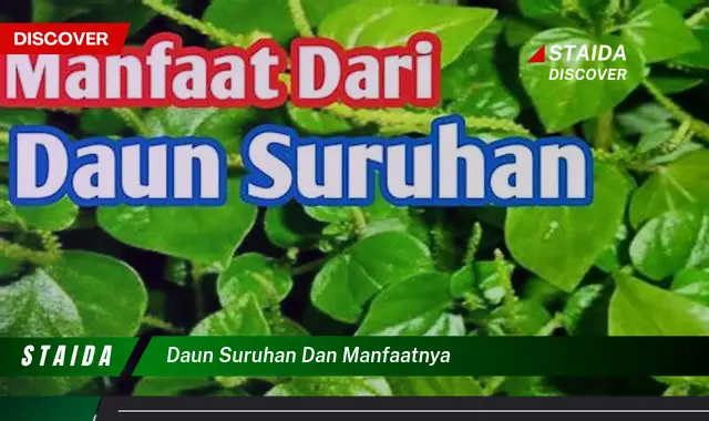 daun suruhan dan manfaatnya