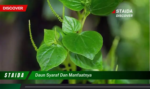 daun syaraf dan manfaatnya