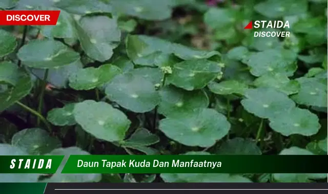 daun tapak kuda dan manfaatnya