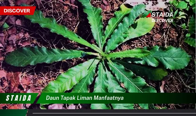 daun tapak liman manfaatnya