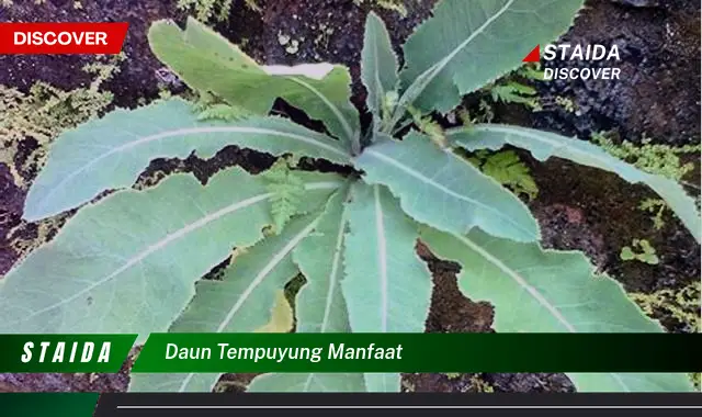 daun tempuyung manfaat