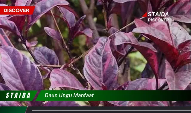 daun ungu manfaat