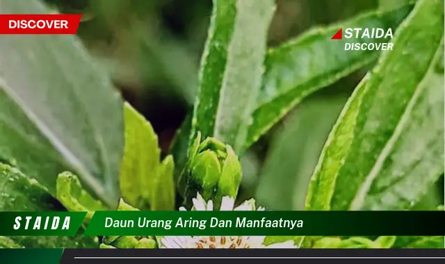 daun urang aring dan manfaatnya