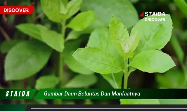 gambar daun beluntas dan manfaatnya