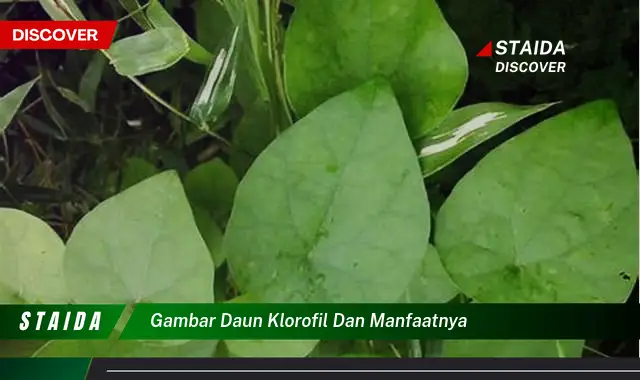 gambar daun klorofil dan manfaatnya