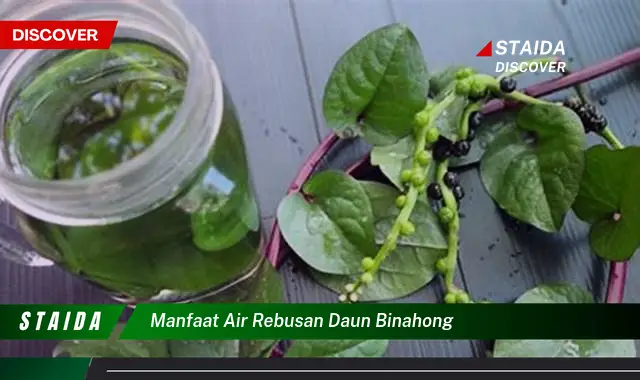 manfaat air rebusan daun binahong