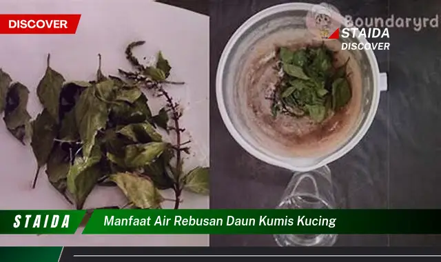 manfaat air rebusan daun kumis kucing