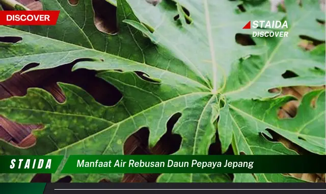 manfaat air rebusan daun pepaya jepang