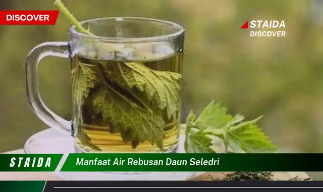 manfaat air rebusan daun seledri