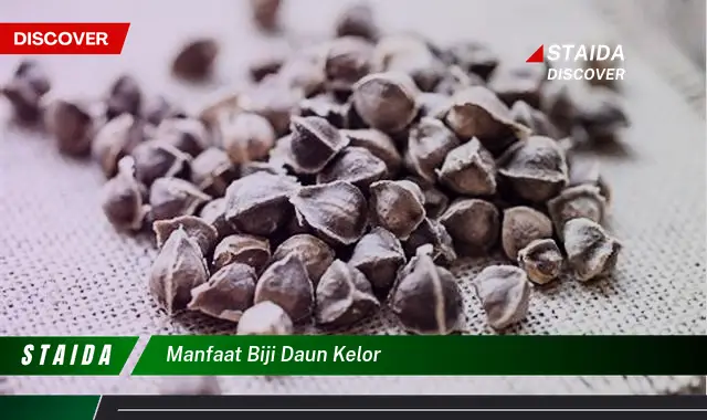 manfaat biji daun kelor