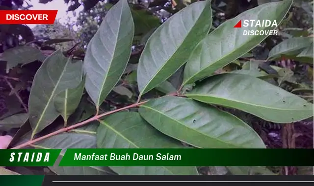 manfaat buah daun salam