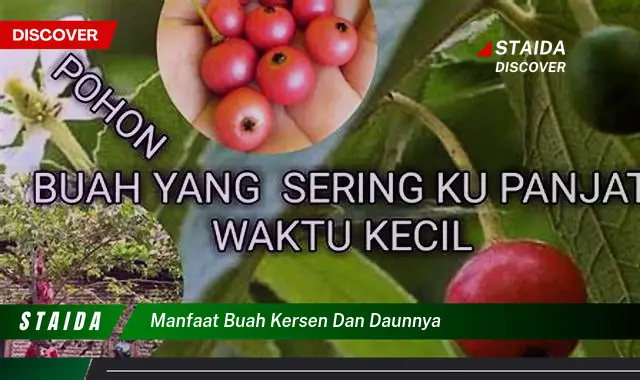 manfaat buah kersen dan daunnya