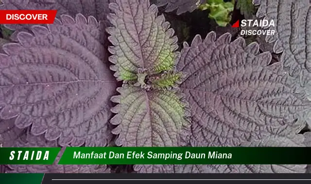 manfaat dan efek samping daun miana