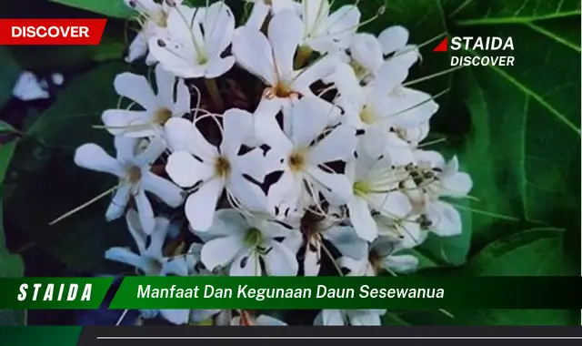 manfaat dan kegunaan daun sesewanua