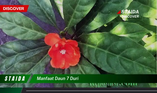 manfaat daun 7 duri