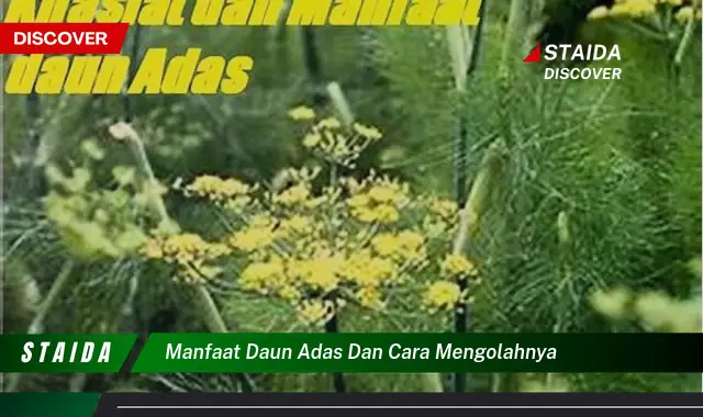 manfaat daun adas dan cara mengolahnya