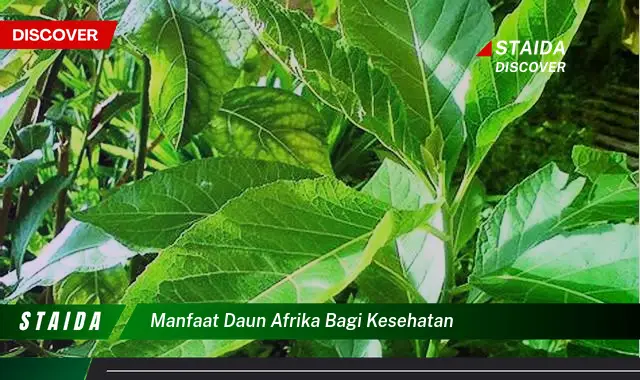 manfaat daun afrika bagi kesehatan