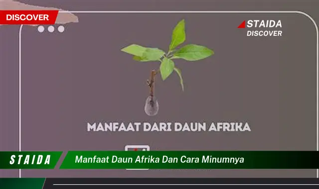 manfaat daun afrika dan cara minumnya