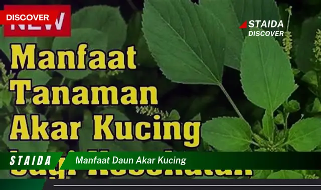 manfaat daun akar kucing