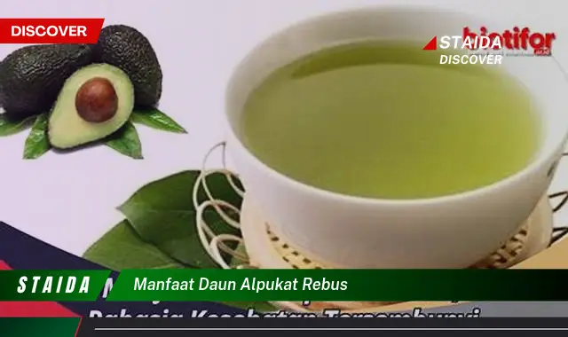 manfaat daun alpukat rebus