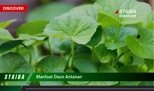 manfaat daun antanan