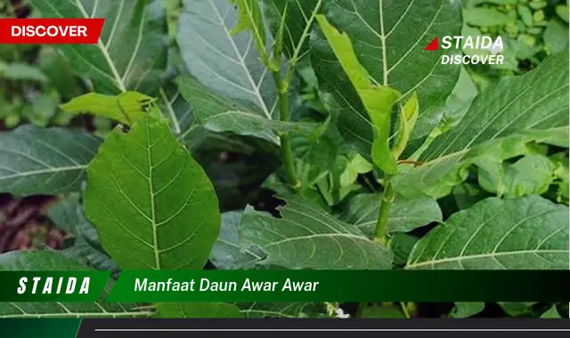 manfaat daun awar awar