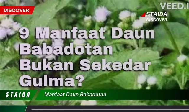 manfaat daun babadotan