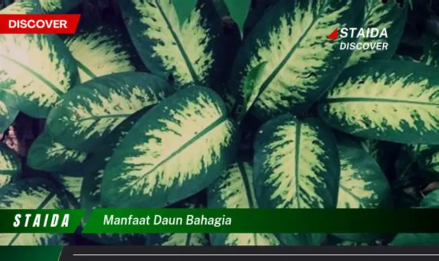 manfaat daun bahagia