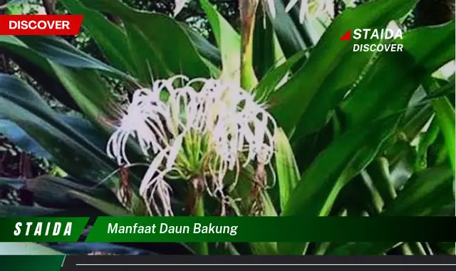 manfaat daun bakung