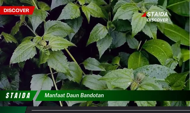 manfaat daun bandotan