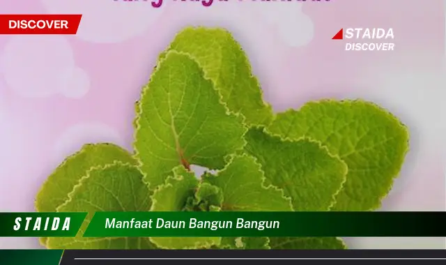 manfaat daun bangun bangun