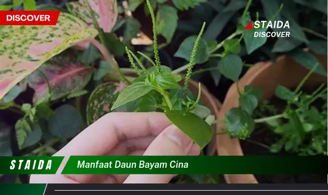 manfaat daun bayam cina