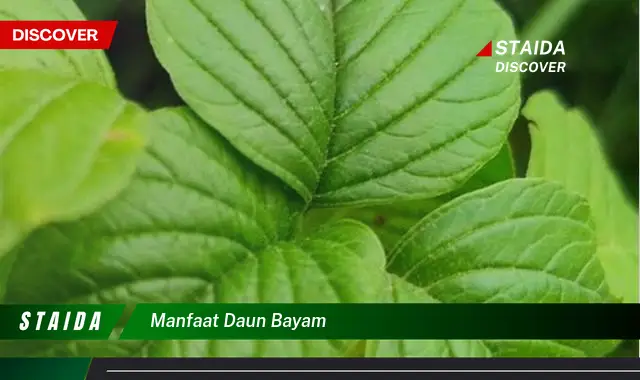 manfaat daun bayam