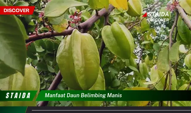 manfaat daun belimbing manis