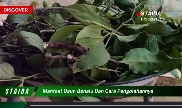 manfaat daun benalu dan cara pengolahannya