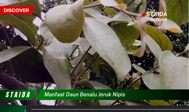 manfaat daun benalu jeruk nipis