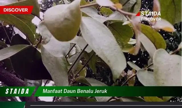 manfaat daun benalu jeruk