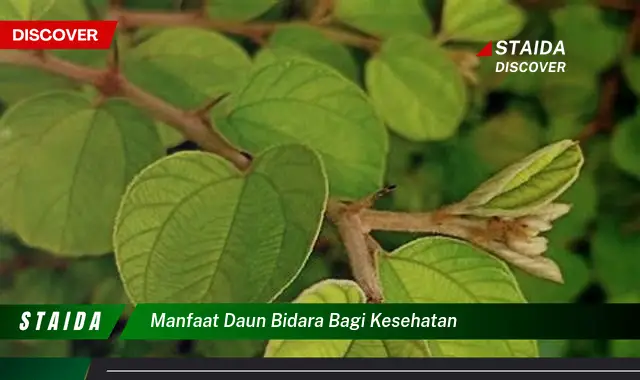 manfaat daun bidara bagi kesehatan