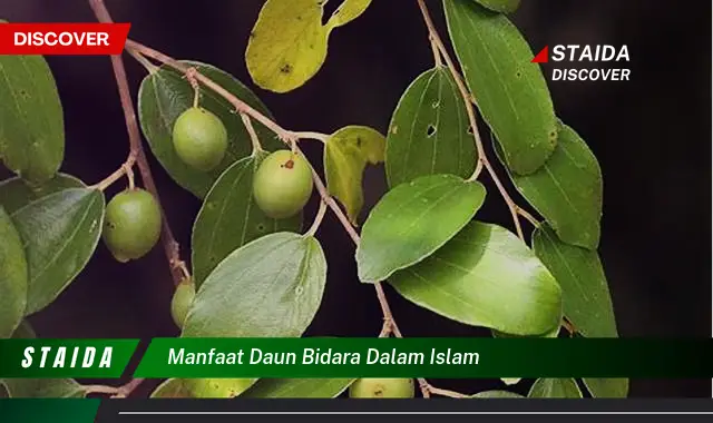 manfaat daun bidara dalam islam