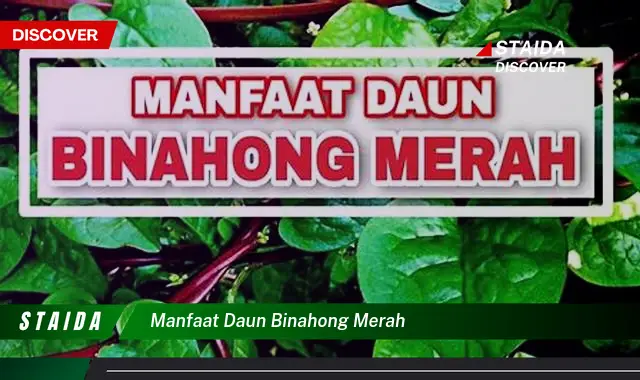 manfaat daun binahong merah