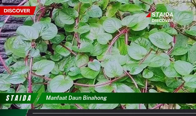 manfaat daun binahong