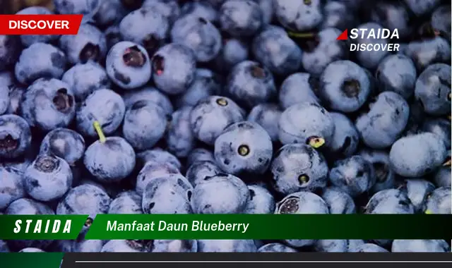 manfaat daun blueberry