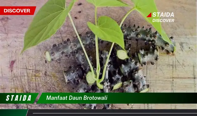 manfaat daun brotowali