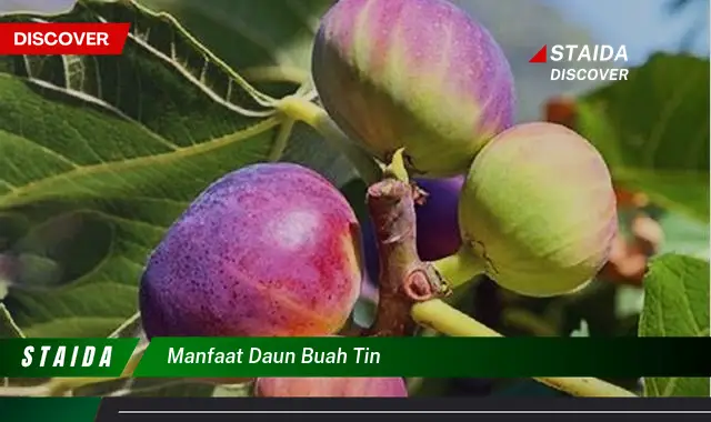 manfaat daun buah tin